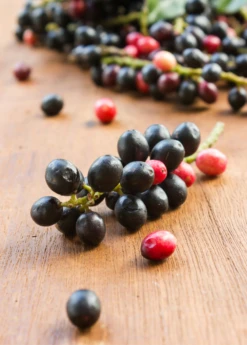 Bignay (Antidesma Bunius) 7 Bignay (Antidesma Bunius) -Plant Seed Store bignayAntidesmabuniuslivesowexotic 3