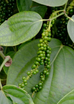 Black Pepper Vine (Piper Nigrum) -Plant Seed Store black pepper 1 1610px X 2250px