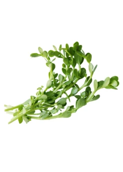 Brahmi (Bacopa Monnieri) -Plant Seed Store brahmi leaves on a white background