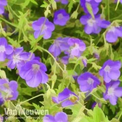 Geranium 'Brookside' -Plant Seed Store brook