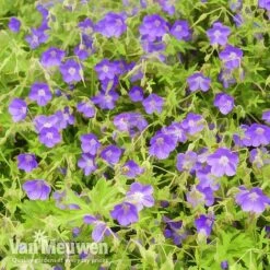 Geranium 'Brookside' -Plant Seed Store brooks2