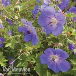 New Products 11 Geranium 'Brookside'