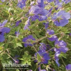 Geranium 'Brookside' -Plant Seed Store brooks4