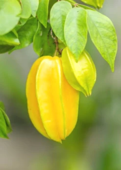 Star Fruit 'Kajang' (Averrhoa Carambola) -Plant Seed Store carambolastartfruitsowexoticplantNursery 3 654ea20f 4495 499e b92b 58454b8998c8