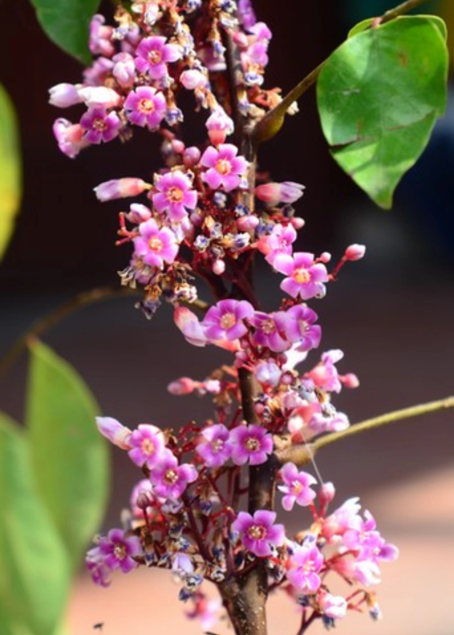 Star Fruit 'Fwang Tung' (Averrhoa Carambola) 2 Star Fruit 'Fwang Tung' (Averrhoa Carambola) - Image 2