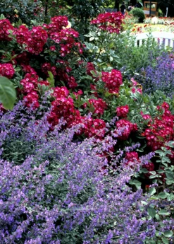 Catnip (Nepeta Cataria) -Plant Seed Store catnipcatmint Nepetacataria sowexotic 1