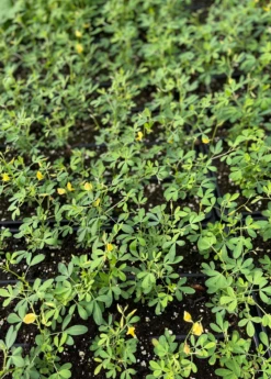 Chipilín (Crotalaria Longirostrata) 7 Chipilín (Crotalaria Longirostrata) -Plant Seed Store chipilinsowexotic 4