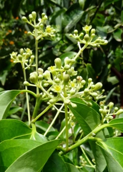 Cinnamon (Cinnamomum Verum) -Plant Seed Store cinnamon flower buds 1610px X 2250px