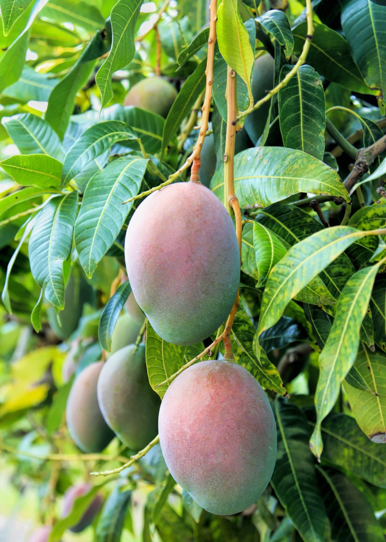 Mango 'Pickering' (Mangifera Indica) 1 Mango 'Pickering' (Mangifera Indica)