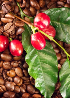 Coffee (Coffea Arabica) -Plant Seed Store coffeeplantsowexotic