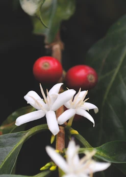 Coffee (Coffea Arabica) -Plant Seed Store coffeeplantsowexotic 1