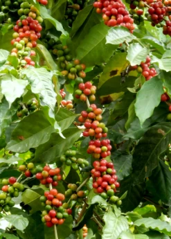 Coffee (Coffea Arabica) -Plant Seed Store coffeeplantsowexotic 2