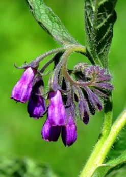 Comfrey (Symphytum Uplandicum) 6 Comfrey (Symphytum Uplandicum) -Plant Seed Store comfrey flower buds 1610px X 2250px