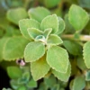 Cuban Oregano (Plectranthus Amboinicus)