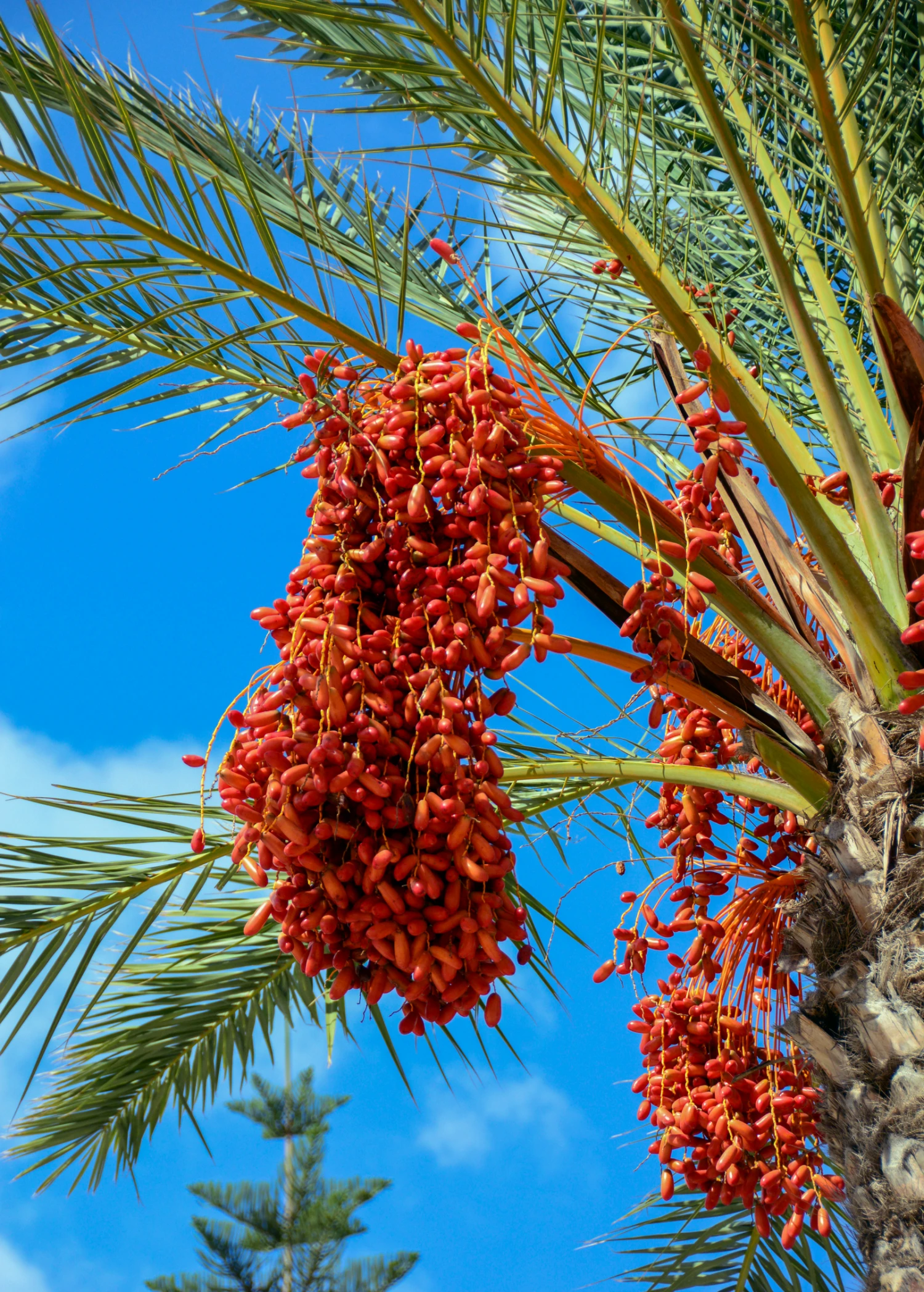 Date Palm (Phoenix Dactylifera) 1 Date Palm (Phoenix Dactylifera)