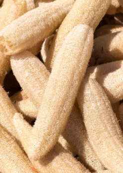 Loofah Gourd (Luffa Aegyptiaca)