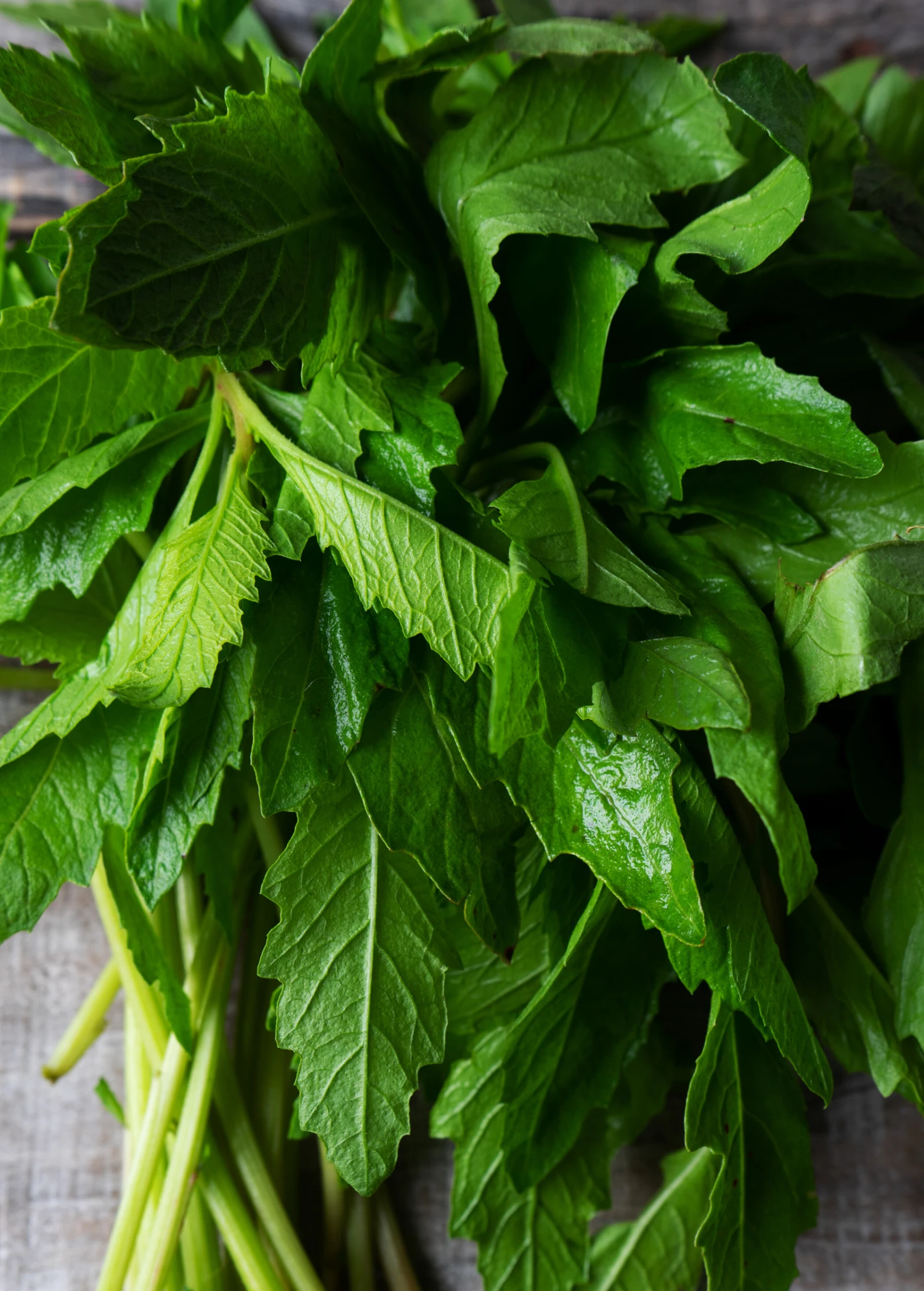 Epazote (Dysphania Ambrosioides) 1 Epazote (Dysphania Ambrosioides)