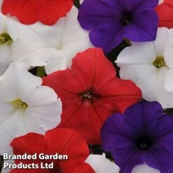 Petunia 'Easy Wave Union Jack Mix' -Plant Seed Store flag2