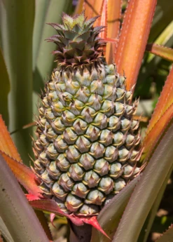 Pineapple 'Florida Special' (Ananas Comosus) -Plant Seed Store floridaspecialspinelesspineapplesowexotic 1