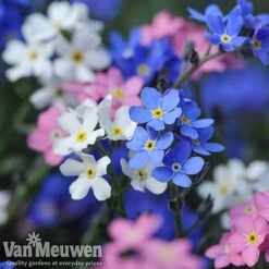 Forget-Me-Not 'Sylva Mixed' (Garden Ready) -Plant Seed Store forget 2