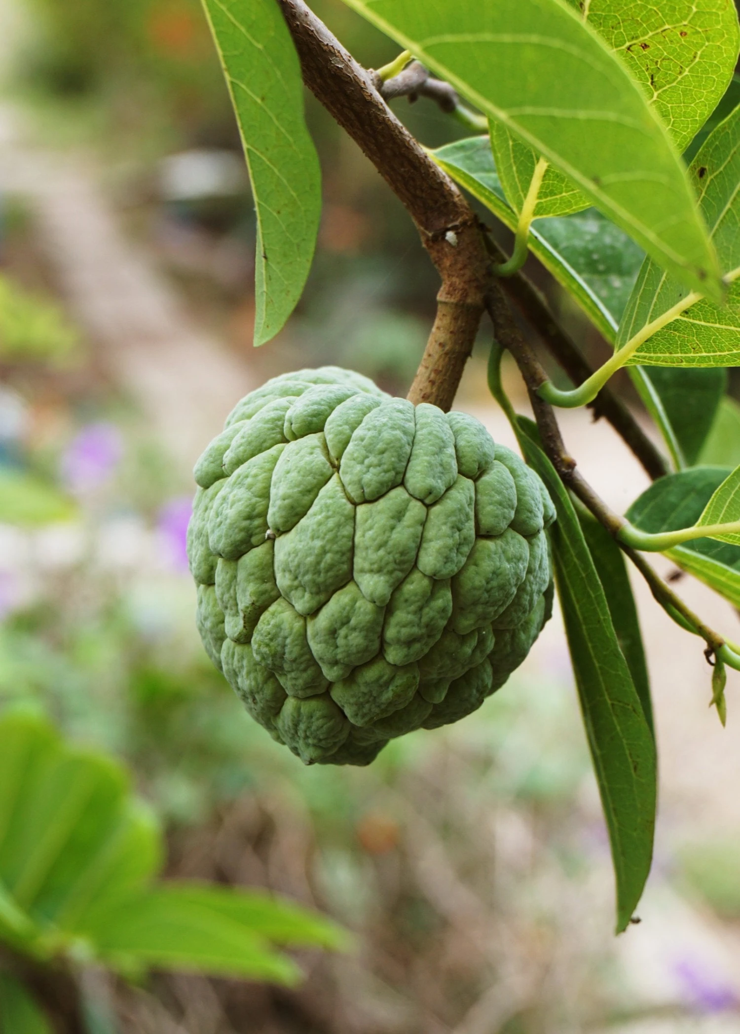 Sugar Apple 'Thai Lessard' (Annona Squamosa L) 3 Sugar Apple 'Thai Lessard' (Annona Squamosa L) - Image 3