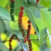 Black Pepper Vine (Piper Nigrum)