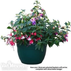 Fuchsia Trailing Pre-Planted Basket -Plant Seed Store fuch vm