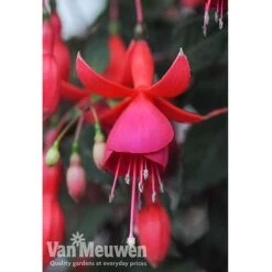 Fuchsia 'Fusion' 6 Fuchsia 'Fusion' -Plant Seed Store fuch2