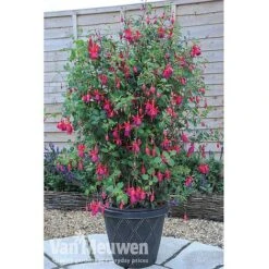 Fuchsia 'Fusion' 7 Fuchsia 'Fusion' -Plant Seed Store fuch3
