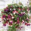 Fuchsia Trailing Pre-Planted Basket