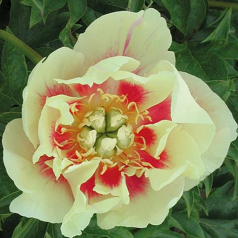 Peony Itoh 'Border Charm' 2 Peony Itoh 'Border Charm' - Image 2