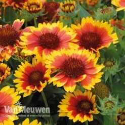 Gaillardia 'Arizona Sun' -Plant Seed Store gail v17402 C