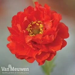 Garden Ready Perennial Collection -Plant Seed Store geum1