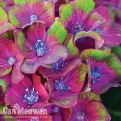 Hydrangea Macrophylla GLAM ROCK 'Horwack' 8 Hydrangea Macrophylla GLAM ROCK 'Horwack' -Plant Seed Store glam2