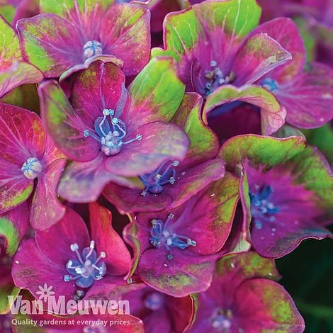 Hydrangea Macrophylla GLAM ROCK 'Horwack' 3 Hydrangea Macrophylla GLAM ROCK 'Horwack' - Image 3