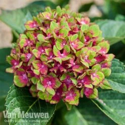 Hydrangea Macrophylla GLAM ROCK 'Horwack' 10 Hydrangea Macrophylla GLAM ROCK 'Horwack' -Plant Seed Store glam3