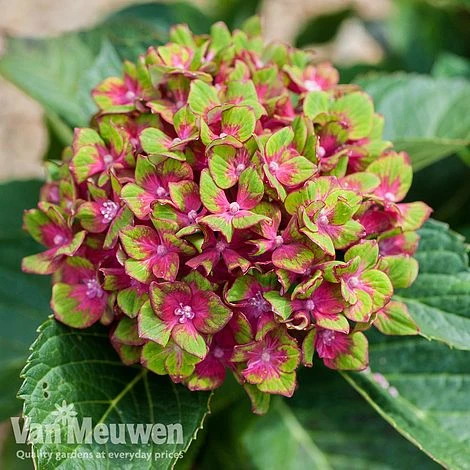 Hydrangea Macrophylla GLAM ROCK 'Horwack' 5 Hydrangea Macrophylla GLAM ROCK 'Horwack' - Image 5