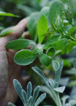 Greek Mountain Tea (Sideritis Scardica)