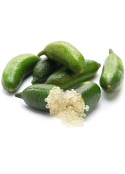 Green Finger Lime (Citrus Australasica)