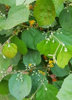Sherbert Berry (Grewia Asiatica) -Plant Seed Store grewia asiatica plant