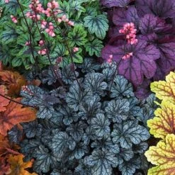 Heuchera 'Mosaic' -Plant Seed Store heuchera NOW1