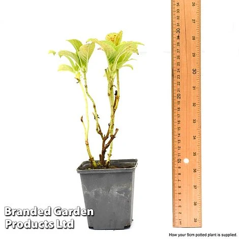 Hydrangea Macrophylla GLAM ROCK 'Horwack' 6 Hydrangea Macrophylla GLAM ROCK 'Horwack' - Image 6