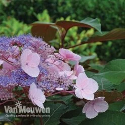 Hydrangea Aspera 'Hot Chocolate' -Plant Seed Store hyrdrangea hot chocolate2