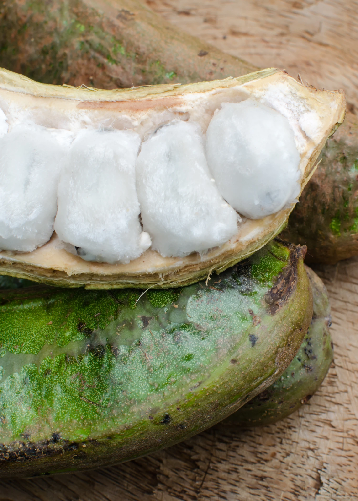 Ice Cream Bean (Inga Edulis) 5 Ice Cream Bean (Inga Edulis) - Image 5