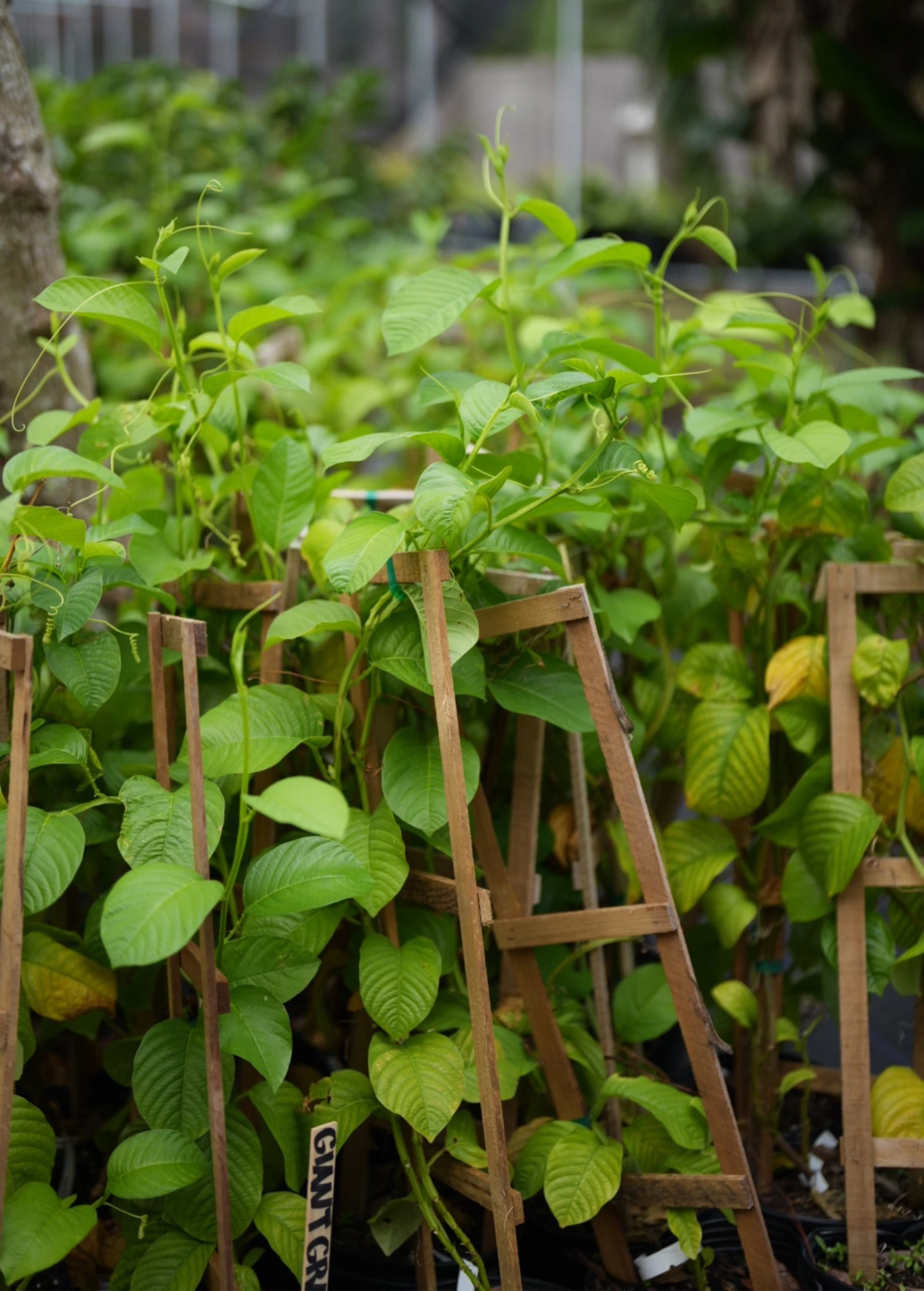 Giant Granadilla (Passiflora Quadrangularis L.) 6 Giant Granadilla (Passiflora Quadrangularis L.) - Image 6