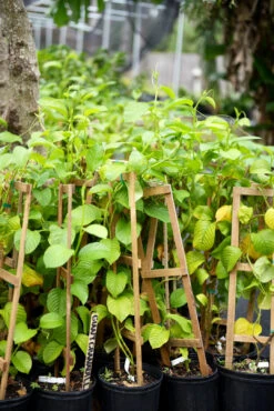 Giant Granadilla (Passiflora Quadrangularis L.) 10 Giant Granadilla (Passiflora Quadrangularis L.) -Plant Seed Store image 27e3d0c7 bd71 461c 9d5b 443c535f3a7c