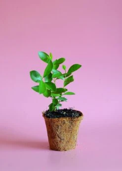 Guava, Strawberry (Psidium Cattleianum) -Plant Seed Store image 4c67b4bb d8b2 4177 be3b 75ebe5035d2f