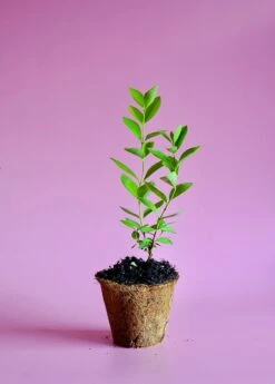 Guava, Lemon (Psidium Littorale) -Plant Seed Store image 5da25745 e4e1 4cb3 929d 4f728a09408b