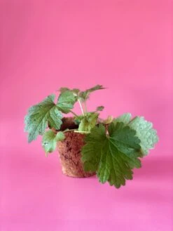 Siberian Motherwort (Leonurus Sibiricus) 7 Siberian Motherwort (Leonurus Sibiricus) -Plant Seed Store image 7b0926f1 f45c 4fdb b85f 38451e3b16a3