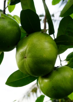 Black Sapote ‘Wilson’ (Diospyros Nigra) -Plant Seed Store image b6730905 98c4 49e4 bcfe 5344d879a940